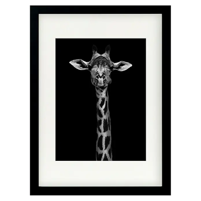 Papermoon Bild - Giraffe Portrait, B x H: 50 x 70 cm, Mit Passepartout, Rahmen Schwarz - Gerahmtes Schwarz-Weiß-Foto einer frechen Giraffe mit herausgestreckter Zunge, das einen humorvollen Akzent in jedem Raum setzt.
