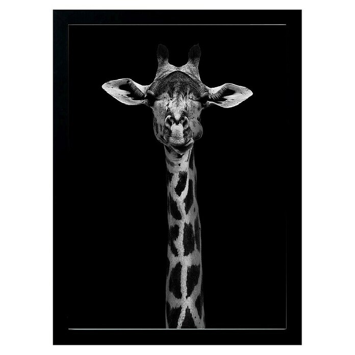 Papermoon Bild (Giraffe Portrait, B x H: 60 x 80 cm, Ohne Passepartout, Rahmen Schwarz) | BAUHAUS