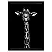 Papermoon Bild (Giraffe Portrait, B x H: 60 x 80 cm, Ohne Passepartout, Rahmen Schwarz) | BAUHAUS