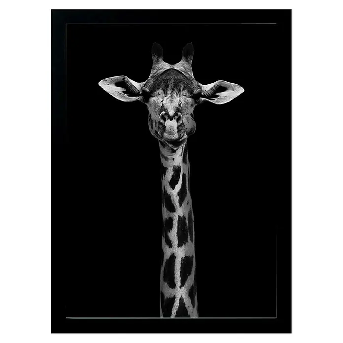 Papermoon Bild - Giraffe Portrait, B x H: 40 x 50 cm, Ohne Passepartout, Rahmen Schwarz - Schwarz-Weiß-Fotografie einer majestätischen Giraffe mit markanter Fellzeichnung, eingefangen in einem eleganten, dunklen Rahmen.