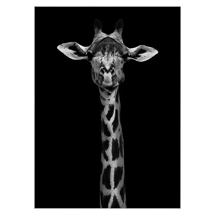 Papermoon Poster - Giraffe Portrait, B x H: 100 x 140 cm, Mit Passepartout - Schwarz-Weiß-Porträt einer majestätischen Giraffe, deren lange Hals und charakteristische Fleckenmuster gut zur Geltung kommen.