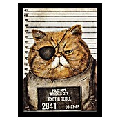 Papermoon Bild (Funny Cat, B x H: 80 x 110 cm, Ohne Passepartout, Rahmen Schwarz) | BAUHAUS