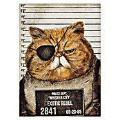 Papermoon Poster (Funny Cat, B x H: 80 x 110 cm, Mit Passepartout) | BAUHAUS