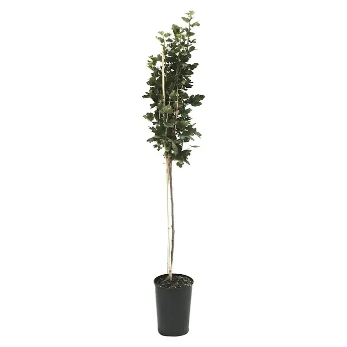 Stachelbeere Hinnonmäki RotRibes uva-crispa Hinnonmäki Rot, Niederstamm, Erntezeit: Juli - Ein schlanker Baum mit üppigen grünen Blättern, gestützt von einem Holzpflock, in einem schwarzen Topf, ideal für Innenräume oder den Garten.
