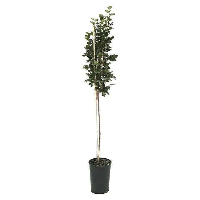 Stachelbeere Invicta - Ribes uva-crispa Invicta, Niederstamm, Erntezeit: Juli - Ein schlanker Baum mit grünen Blättern, der in einem schwarzen Topf auf einem sauberen weißen Hintergrund steht und seine Form und Textur hervorhebt.