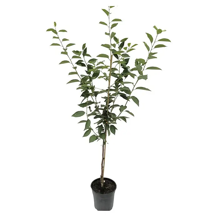 Sauerkirschbaum Kobold - Prunus cerasus, Erntezeit: Juni, Topfvolumen: 3,5 l - Junger Baum im Topf, ideal für Garten oder Terrasse, mit frischen grünen Blättern. Perfekt für jeden Außenbereich.