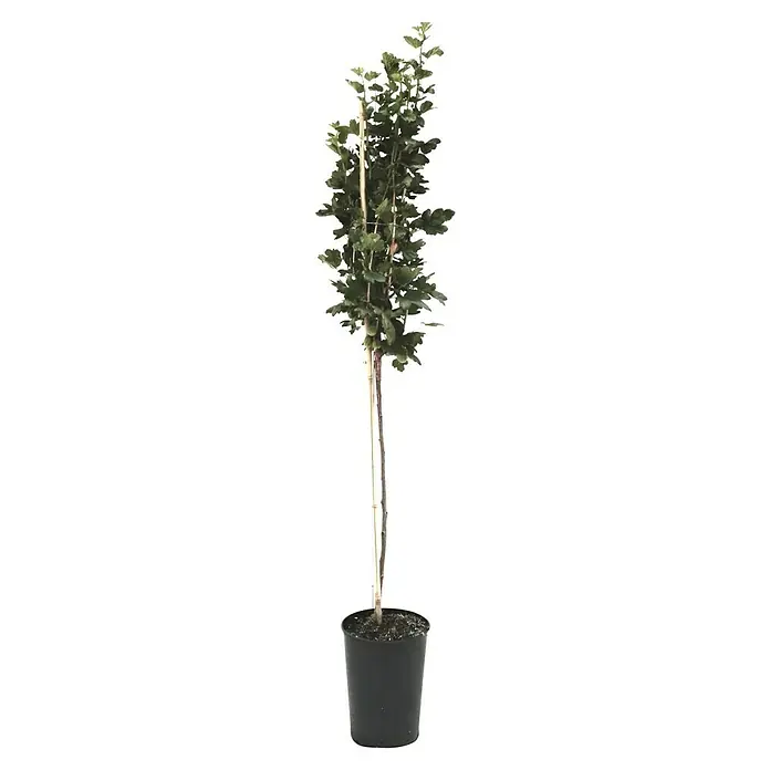 Stachelbeere Sortenmischung Mucurines / Pax - Ribes uva-crispa Mucurines, Ribes uva-crispa Pax, Erntezeit: Juli - Einzelner, schlanker Baum im Topf, ideal für kleine Gärten oder als dekoratives Element. Die Pflanze hat einen geraden Stamm und grüne Blätter.