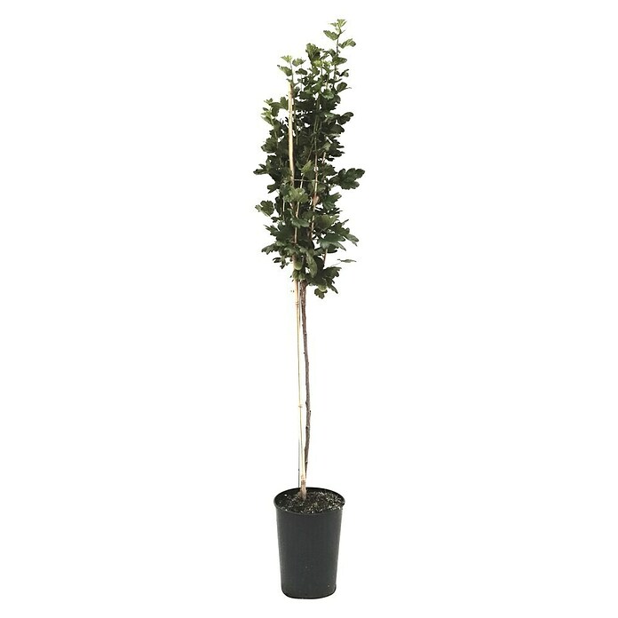 Stachelbeere Sortenmischung Mucurines / Pax (Ribes uva-crispa Mucurines, Ribes uva-crispa Pax, Erntezeit: Juli - August)