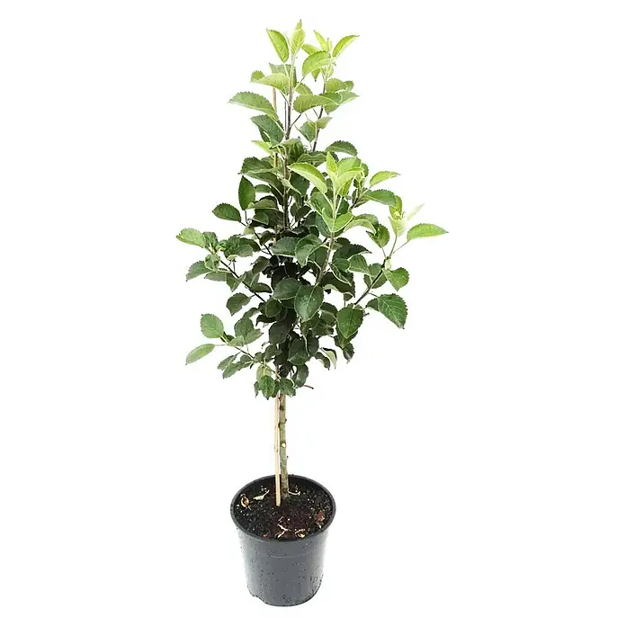 Apfelbaum RubinetteMalus domestica Rubinette, Erntezeit: September - Ein junger Apfelbaum in einem schwarzen Topf. Das Bäumchen hat viele grüne Blätter und einen geraden Stamm. Ideal für kleine Gärten oder Balkone.