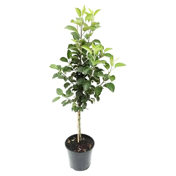 Apfelbaum Granny Smith Compact - Malus domestica Granny Smith Compact, Erntezeit: November - Apfelbaum in einem Topf. Der junge Apfelbaum ist mit frischen, grünen Blättern bedeckt und bereit zum Einpflanzen in den Garten.