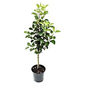 Apfelbaum Pilot (Malus domestica Pilot, Topfgröße: 10 l, Erntezeit: September - Oktober)