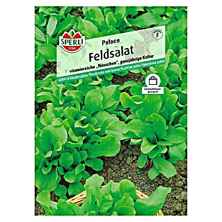 Sperli Salatsamen Feldsalat 'Palace' (Valerianella locusta, Erntezeit: Ganzjährig)