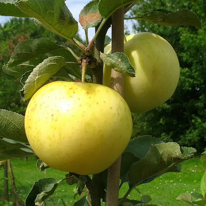 Apfelbaum Set - 2 Stk., Malus Klarapfel & Malus Roter Boskoop, Topfvolumen: 7,5 l - Zwei gelbe Äpfel hängen an einem Ast, umgeben von grünen Blättern. Die Äpfel sind reif und bereit zur Ernte.