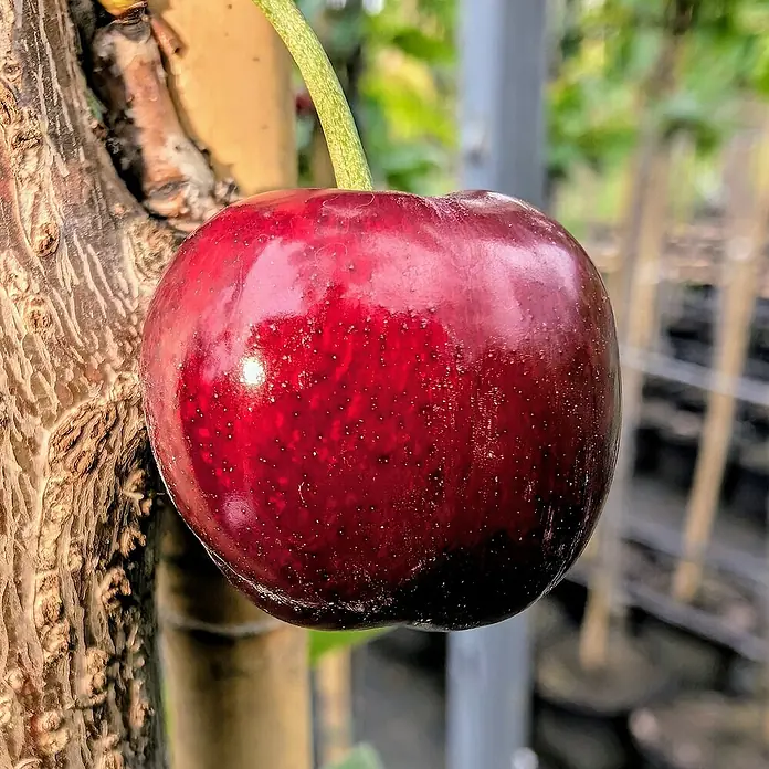 Süßkirschbaum - Set - 2 Stk., Prunus Regina & Prunus Burlat, Topfvolumen: 7,5 l - Nahaufnahme einer prallen, reifen Kirsche am Baum, die ihre satte Farbe und Frische zeigt.