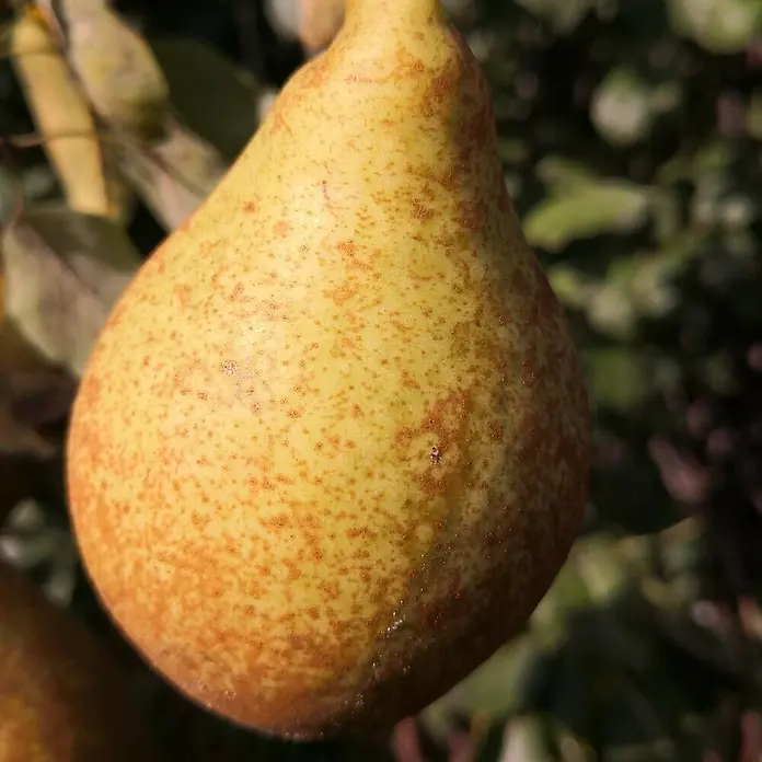 Birnenbaum Set - 2 Stk., Pyrus Köstliche von Charneux & Pyrus Novemberbirne, Topfvolumen: 7,5 l - Nahaufnahme einer reifen Birne mit gelblich-grüner Schale und feinen braunen Sprenkeln, die am Baum hängt.