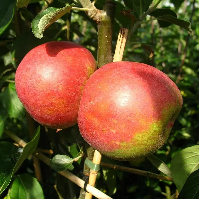 Apfelbaum Set - 2 Stk., Malus Klarapfel & Malus Roter Boskoop, Topfvolumen: 7,5 l - Zwei reife, rote Äpfel hängen an einem Baum, das Sonnenlicht betont ihre saftige Textur und Farbe.