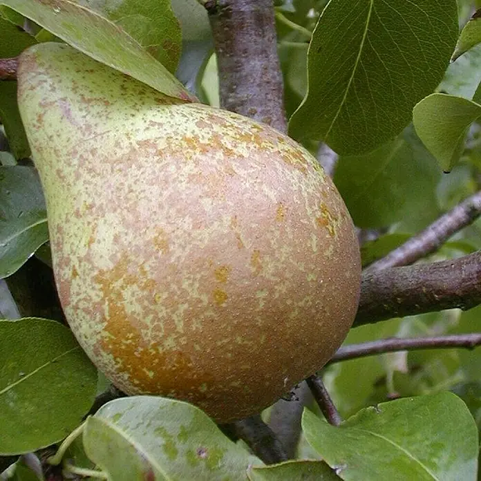 Birnenbaum Set - 2 Stk., Pyrus Köstliche von Charneux & Pyrus Novemberbirne, Topfvolumen: 7,5 l - Nahaufnahme einer einzelnen, reifen Birne am Baum, umgeben von grünen Blättern. Die Birne hat eine grün-braune Farbe und eine leicht raue Textur.