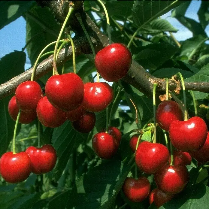 Süßkirschbaum - Set - 2 Stk., Prunus Regina & Prunus Burlat, Topfvolumen: 7,5 l - Frische, rote Kirschen hängen an einem Ast, bereit zum Pflücken und Genießen. Ein köstlicher Genuss aus dem Garten.