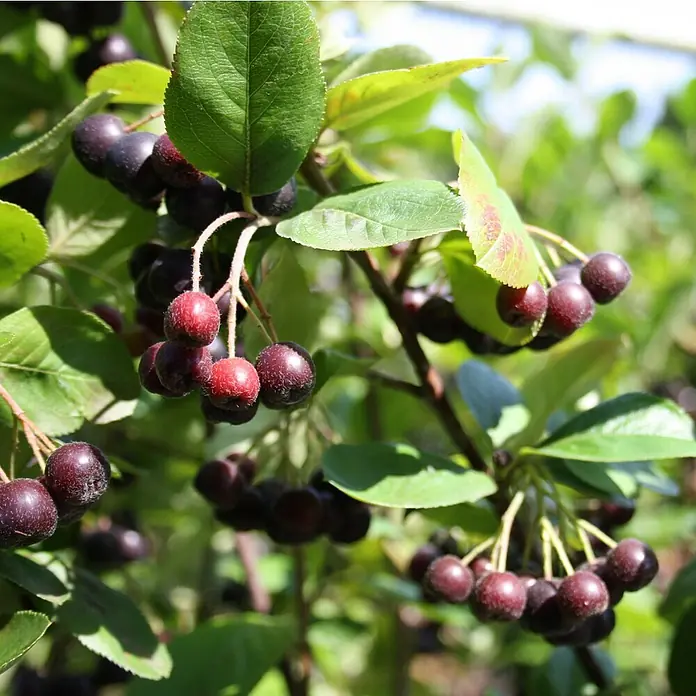 Beerenstrauch - Set - 4 Stk., Leikora, Pollmix, Aronia Nero & Goji, Topfvolumen: 3,5 l - Nahaufnahme von Aroniabeeren, die an einem Strauch hängen, mit grünen Blättern und reifen, dunklen Früchten.