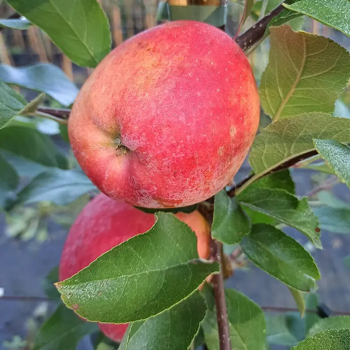 Apfelbaum - Malus domestica ‘Rebella’®, Topfvolumen: 10 l, Erntezeit: September - Nahaufnahme eines roten Apfels am Baum, umgeben von grünen Blättern, der darauf wartet, gepflückt zu werden.\n