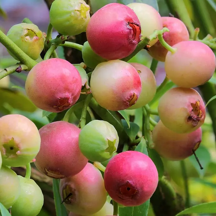 Beerenstrauch - Set - 4 Stk., Vitis 'Regent', Vitis 'Phönix', Vaccinum 'Pink Lemond' & Vaccinum 'Bluecrop', Topfvolumen: 3,5 l - Nahaufnahme von reifen und unreifen Lollypops-Beeren an einem Zweig.