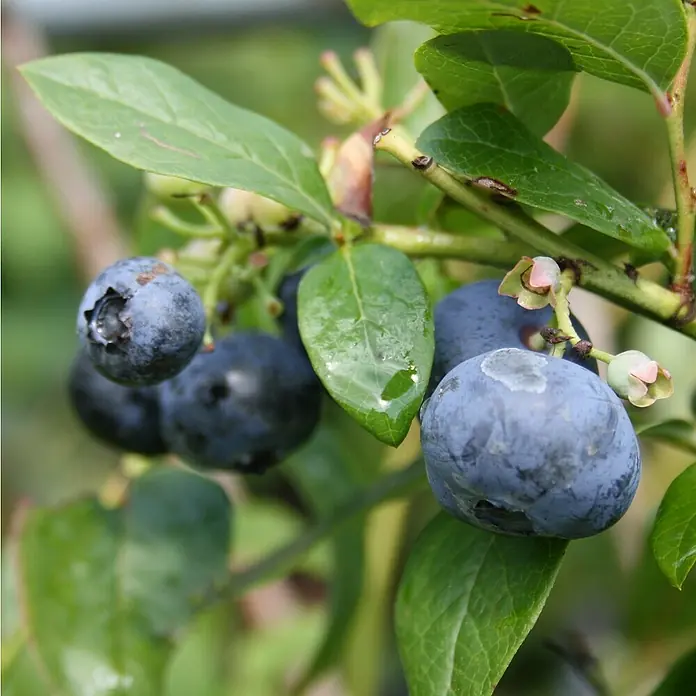Beerenstrauch - Set - 4 Stk., Vitis 'Regent', Vitis 'Phönix', Vaccinum 'Pink Lemond' & Vaccinum 'Bluecrop', Topfvolumen: 3,5 l - Nahaufnahme von reifen, blauen Heidelbeeren an einem Busch mit grünen Blättern. Die Beeren wirken frisch und saftig.