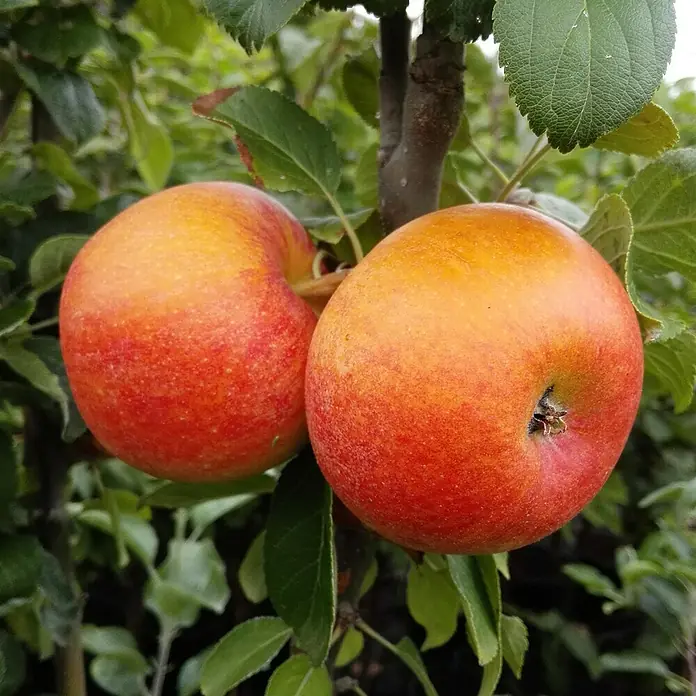 Apfelbaum Set - 2 Stk., Malus domestica 'Alkmene' & Malus domestica 'Jonagold', Topfvolumen: 7,5 l - Zwei reife Äpfel hängen an einem Baum, mit einer Mischung aus roten und gelben Farbtönen, umgeben von grünen Blättern.