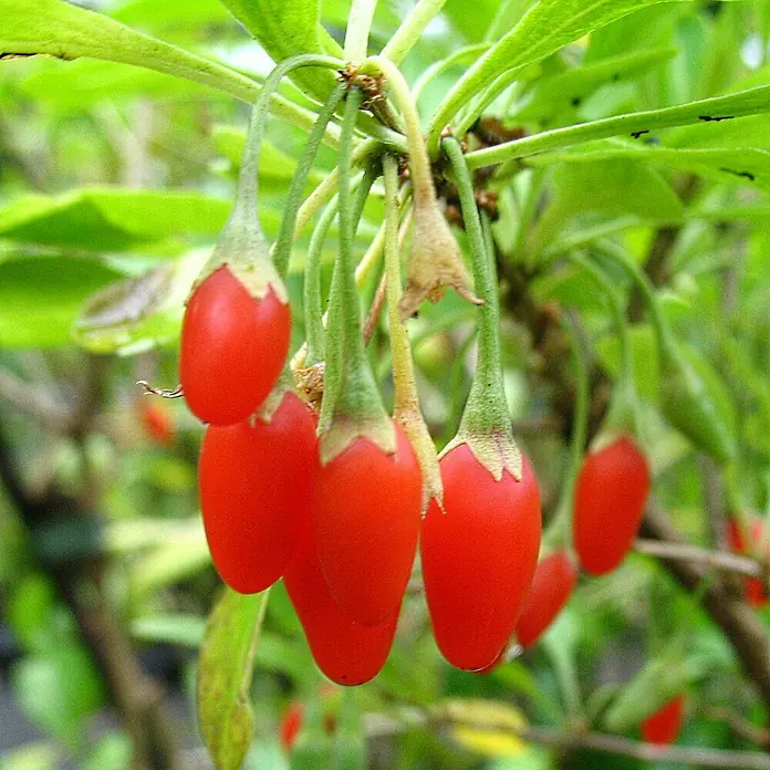 Beerenstrauch - Set - 4 Stk., Leikora, Pollmix, Aronia Nero & Goji, Topfvolumen: 3,5 l - Strahlend rote Goji-Beeren am Strauch, ein Fest für die Augen und ein Versprechen für Gesundheit und Wohlbefinden.