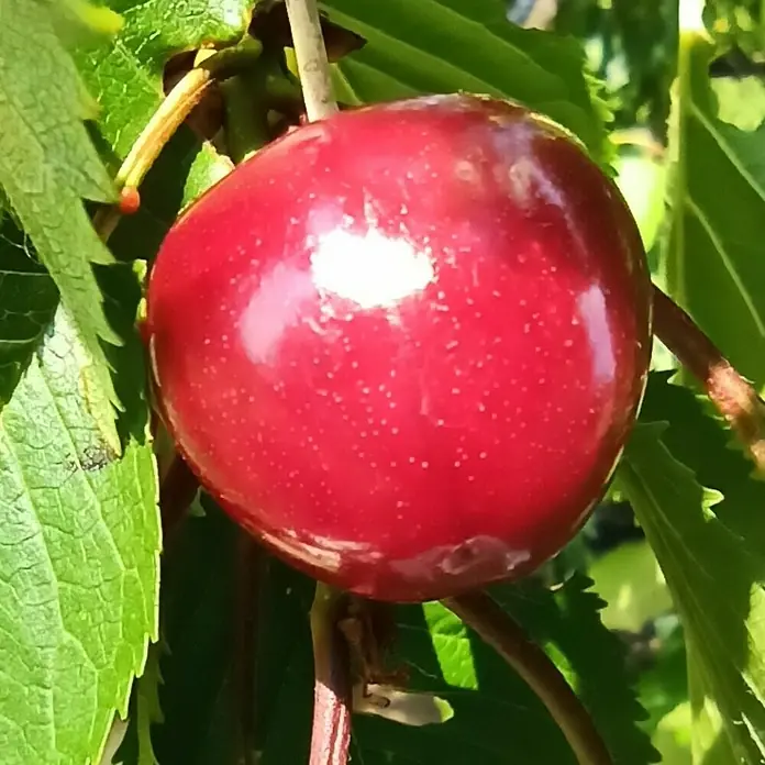 Süßkirschbaum - Set - 2 Stk., Prunus Sunburst & Prunus Lapins, Topfvolumen: 7,5 l - Nahaufnahme einer leuchtend roten, prallen Kirsche am Baum, umgeben von grünen Blättern. Ihre glänzende Oberfläche reflektiert das Sonnenlicht.