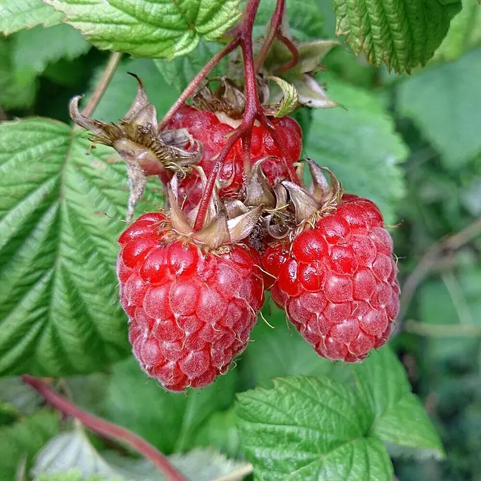 Himbeere - Rubus idaeus Glen Ample, Topfvolumen: 3,5 l, Erntezeit: Juni - Frische Himbeeren am Strauch. Die prallen, roten Beeren hängen zwischen grünen Blättern und laden zum Naschen ein.