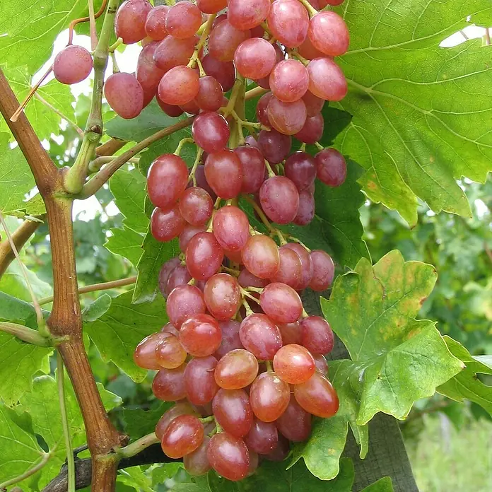 Weinrebe Set - 2 Stk., Vitis Arkadia & Vitis Suffolk Red, Topfvolumen: 3,5 l - Nahaufnahme einer reifen, saftigen roten Traube, die an einem Weinstock hängt, umgeben von grünen Blättern.