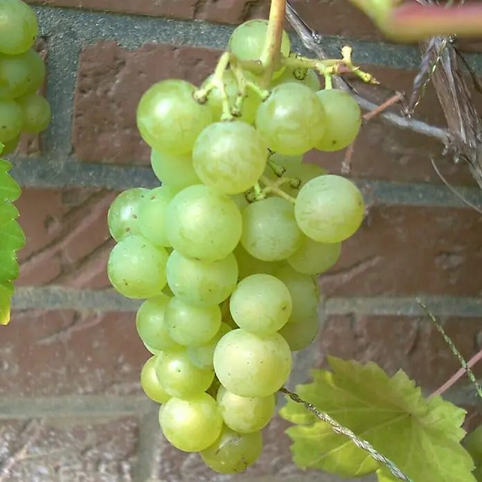 Beerenstrauch - Set - 4 Stk., Vitis 'Regent', Vitis 'Phönix', Vaccinum 'Pink Lemond' & Vaccinum 'Bluecrop', Topfvolumen: 3,5 l - Nahaufnahme einer Traube grüner Weintrauben, die vor einer Ziegelmauer an einem Rebstock hängen.