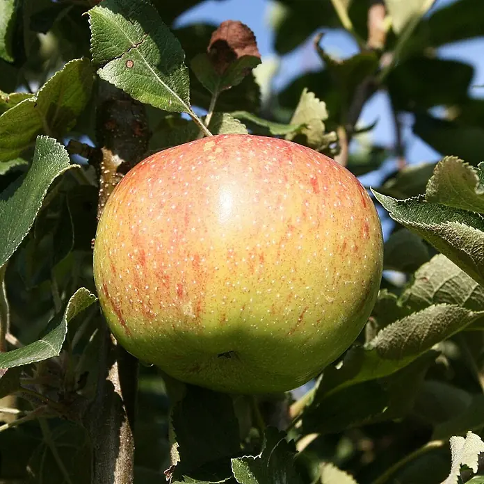 Apfelbaum Set - 2 Stk., Malus domestica 'Alkmene' & Malus domestica 'Jonagold', Topfvolumen: 7,5 l - Ein reifer Apfel mit rötlichen Akzenten hängt an einem Baum, umgeben von grünen Blättern. Der Apfel ist glatt und scheint saftig zu sein.