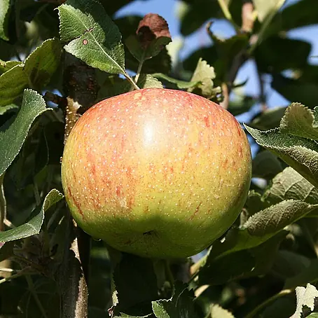 Apfelbaum