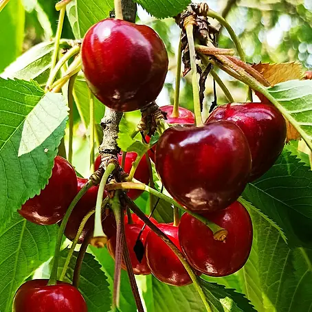 Süßkirschbaum