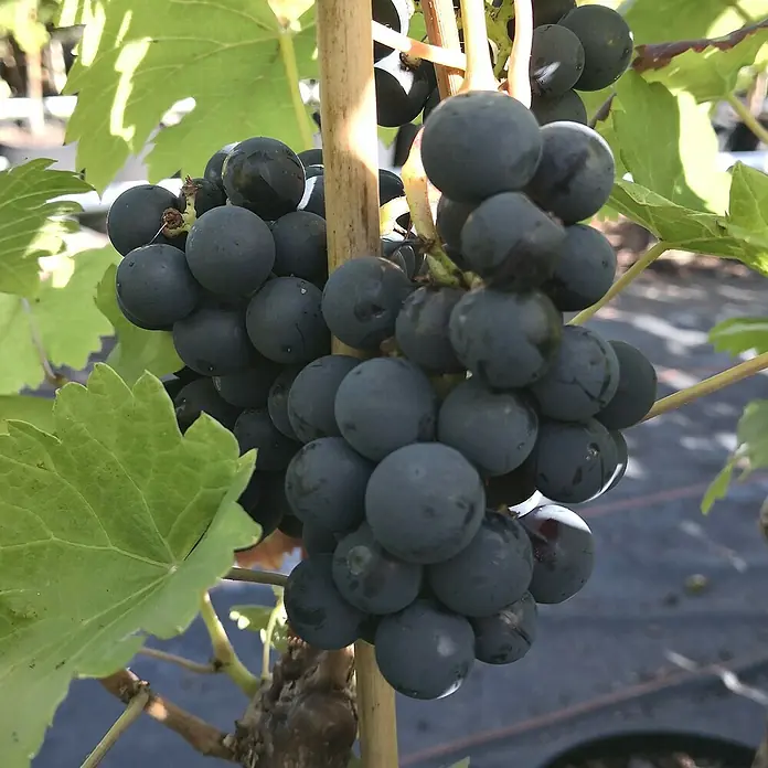 Beerenstrauch - Set - 4 Stk., Vitis 'Regent', Vitis 'Phönix', Vaccinum 'Pink Lemond' & Vaccinum 'Bluecrop', Topfvolumen: 3,5 l - Nahaufnahme einer reifen Traube am Weinstock, bereit zur Ernte. Die blauen Beeren sind prall und saftig.