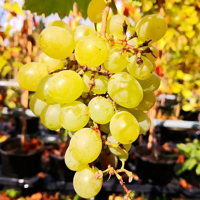 Weinrebe Set - 2 Stk., Vitis Arkadia & Vitis Suffolk Red, Topfvolumen: 3,5 l - Nahaufnahme einer prallen, reifen, hellgrünen Traube mit süßem Geschmack, die an einem sonnigen Tag an einem Weinstock hängt.