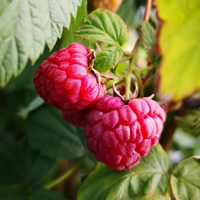 Beerenstrauch - Set - 4 Stk., Ribes rubrum 'Rolan', Ribes uva-crispa 'Hinnonmäki rot', Rubus idaeus 'Rubaca' & Vaccinum corymbosum 'Chandler, Topfvolumen: 3,5 l - Nahaufnahme von zwei reifen Himbeeren mit grünen Blättern im Hintergrund. Die roten Früchte wirken saftig und verlockend.