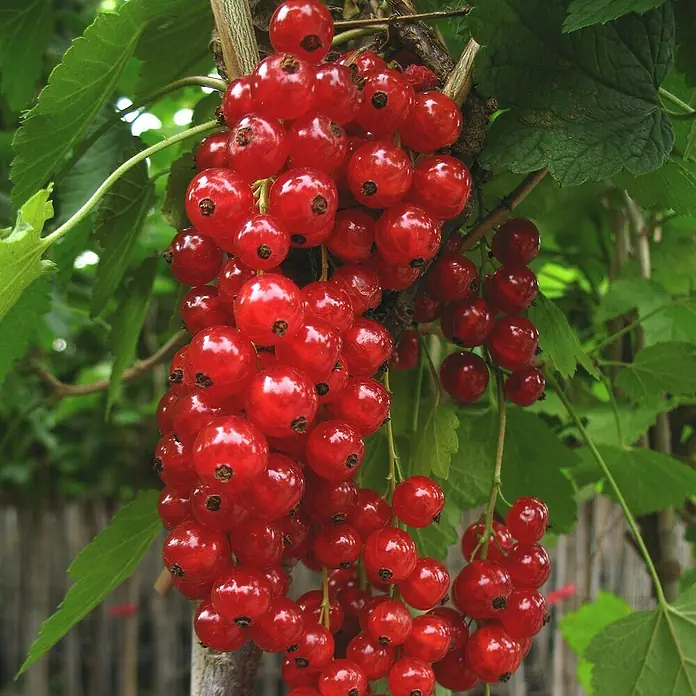 Johannisbeere - Set - 4 Stk., Ribes Titania, Jonkheer van Tets, Weiße Versailler & Rosetta, Topfvolumen: 3,5 l - Nahaufnahme einer üppigen Rispe roter Johannisbeeren, die an einem Strauch hängen, ein köstlicher und saftiger Anblick.