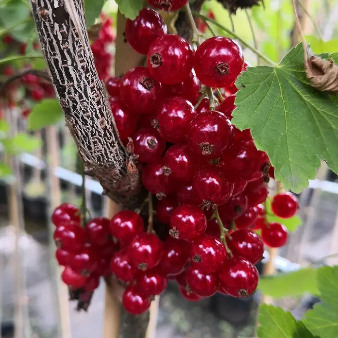 Beerenstrauch - Set - 4 Stk., Ribes rubrum 'Rolan', Ribes uva-crispa 'Hinnonmäki rot', Rubus idaeus 'Rubaca' & Vaccinum corymbosum 'Chandler, Topfvolumen: 3,5 l - Nahaufnahme einer Traube leuchtend roter Johannisbeeren, die an einem Ast hängen, mit grünen Blättern im Hintergrund.