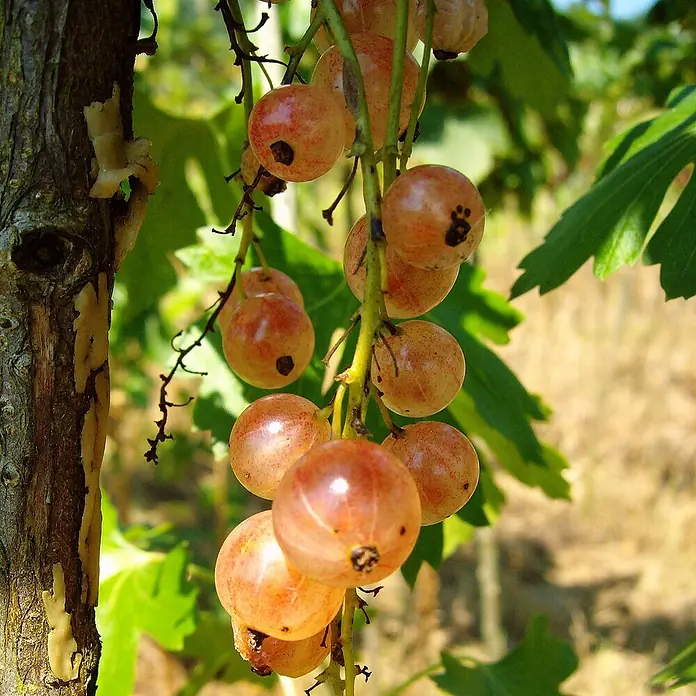 Johannisbeere Set - 4 Stk., Rovada, Titania, Rosetta & Weiße Versailler, Topfvolumen: 3,5 l - Nahaufnahme von roten Johannisbeeren, die an einem Strauch im Garten wachsen, mit einem Baumstamm daneben.