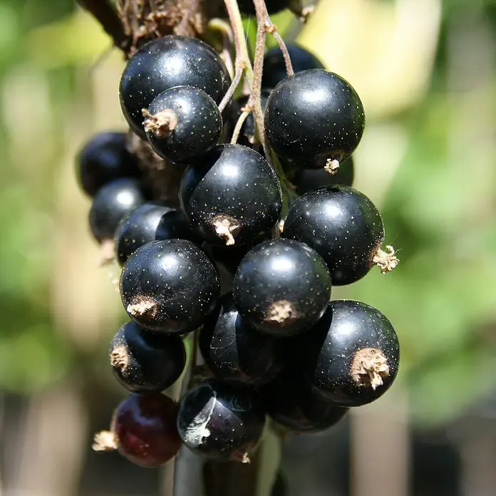 Beerenstrauch - Set - 4 Stk., Rondom, Ben Lemond, Leora & Invicta, Topfvolumen: 3,5 l - Nahaufnahme einer reifen Johannisbeerenrispe, die sich durch ihre tiefschwarze Farbe und saftige Beschaffenheit auszeichnet.