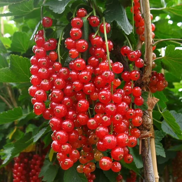Johannisbeere Set - 4 Stk., Rovada, Titania, Rosetta & Weiße Versailler, Topfvolumen: 3,5 l - Frische, rote Johannisbeeren hängen an einem Strauch, bereit für die Ernte. Die prallen Beeren leuchten im Sonnenlicht und versprechen einen süßen Geschmack.