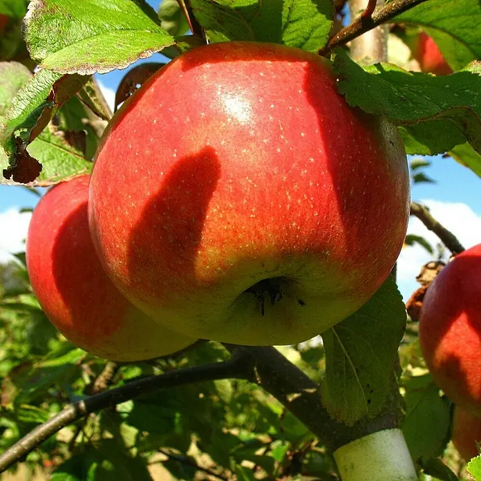 Apfelbaum Set - 2 Stk., Malus James Grieve & Malus Topaz, Topfvolumen: 7,5 l - Nahaufnahme von reifen, roten Äpfeln, die an einem Baum hängen, umgeben von grünen Blättern und blauem Himmel.