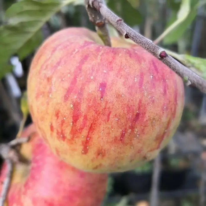 Apfelbaum Set - 2 Stk., Malus James Grieve & Malus Topaz, Topfvolumen: 7,5 l - Nahaufnahme eines rot gestreiften Apfels am Baum, der die natürliche Schönheit und Reife des Obstes hervorhebt.