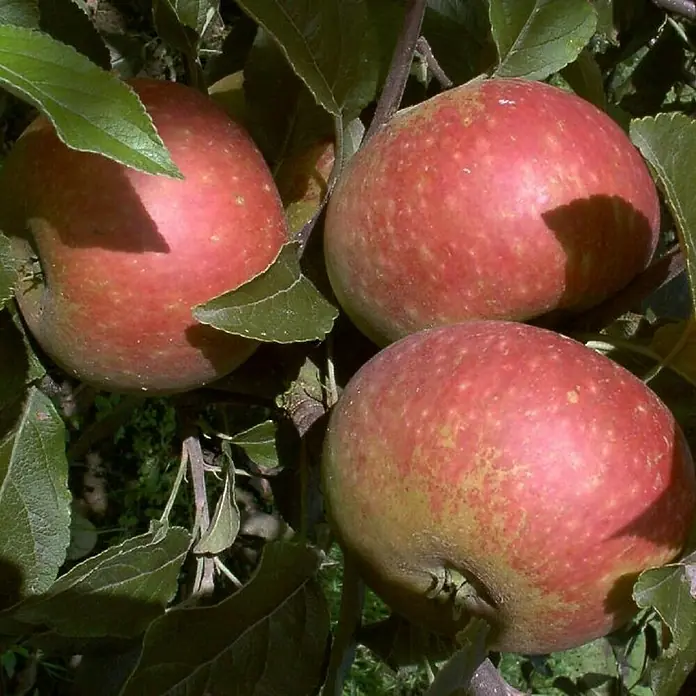 Apfelbaum Set - 2 Stk., Malus Ingrid Marie & Malus Goldparmäne, Topfvolumen: 7,5 l - Drei rote Äpfel reifen am Baum, umgeben von grünen Blättern. Die Äpfel präsentieren eine lebhafte Farbe mit feinen Schattierungen.