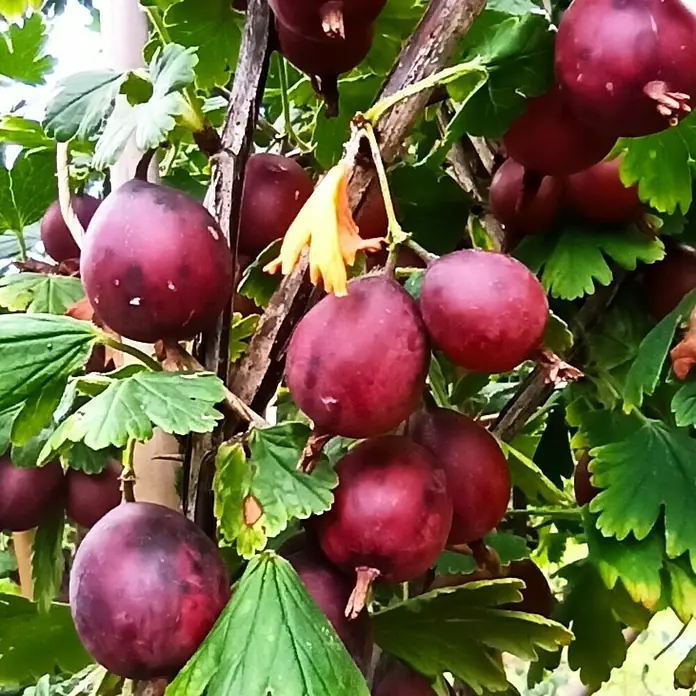 Stachelbeere - Set - 2 Stk., Ribes Mucurines & Captivator, Topfvolumen: 3,5 l - Nahaufnahme von reifen, roten Stachelbeeren, die an einem Strauch zwischen grünen Blättern hängen.