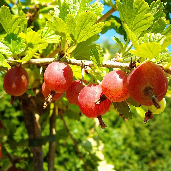 Beerenstrauch - Set - 4 Stk., Ribes rubrum 'Rolan', Ribes uva-crispa 'Hinnonmäki rot', Rubus idaeus 'Rubaca' & Vaccinum corymbosum 'Chandler, Topfvolumen: 3,5 l - Nahaufnahme von reifen, roten Stachelbeeren, die an einem Zweig mit grünen Blättern hängen, mit einem sonnigen Hintergrund.