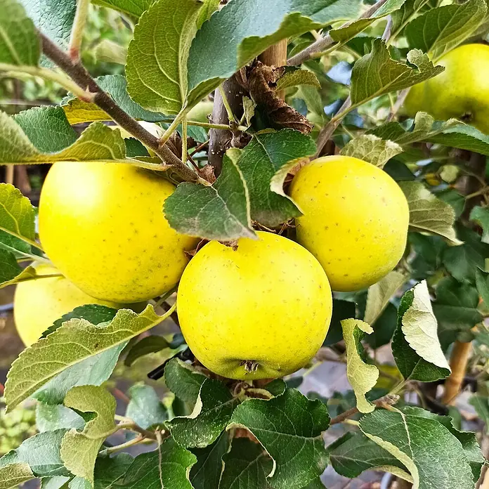 Apfelbaum Set - 2 Stk., Malus Ananasrenette & Malus Ingrid Marie, Topfvolumen: 7,5 l - Gelbe Äpfel hängen an einem Baum, umgeben von grünen Blättern. Die Äpfel sind reif und bereit zur Ernte.