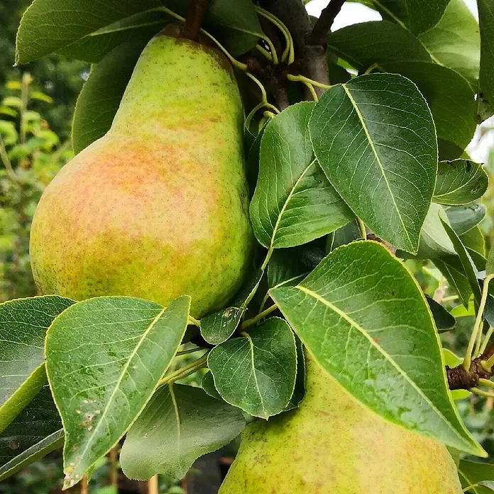 Birnenbaum Set - 2 Stk., Pyrus Williams Christ & Pyrus Conference, Topfvolumen: 7,5 l - Nahaufnahme einer grünen Birne am Baum, umgeben von Blättern. Perfekt für frische und natürliche Bilder rund um Obst und Garten.